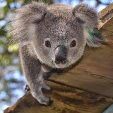 Koalas On Instagram We Would Like To Announce That We Donate 100 Of Profit From Our Koala Merch Link In Bio To Australian Cute Wild Animals Koala Koalas