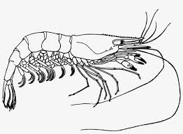 We love and respect all fauna and those of decapod crustaceans including. Prawns Drawing Shrimp Giant Tiger Prawn Prawn Black And White Png Image Transparent Png Free Download On Seekpng