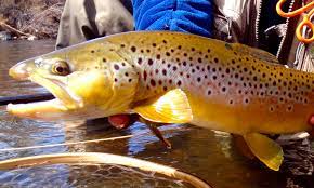 As the area is a national park, it is naturally under protection by the government. Zion National Park Fly Fishing Guides
