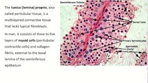 Testes/are paired organs located outside the body cavity in the scrotum. Histology Of Seminiferous Tubule Of Testis Youtube