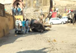 Illegal Spiked Bits Used to Harm Horses ...