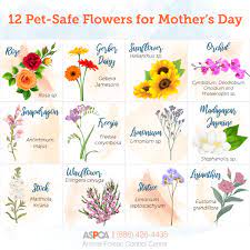 Garden flowers toxic to dogs. Mother S Day Bouquets What S Safe For Pets Aspca