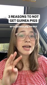 3 reasons to NOT get guinea pigs., Sincerely, someone who owns seven.