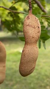 Image result for Tamarindus