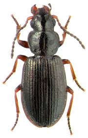 Image result for Dichilus