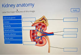 Each kidney has a characteristic shape, with a superior and an inferior pole, a convex border placed laterally, and a concave medial border. Urinary Anatomy 7 Pts Label The Following Structures Chegg Com