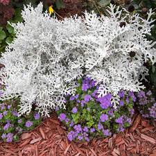 Image result for Cineraria mazoensis