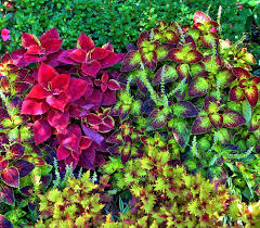 Flowering bushes trees and shrubs evergreen shrubs drought tolerant shrubs flower landscape landscape design italy landscape garden design shrub roses. Flowering Bushes Archives Capitol Green Roofs