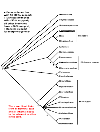 Image result for Malvaceae subfamily Grewioideae