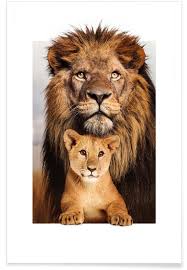 Lions are most active at night and live in a variety of habitats but. Lion Family Poster Juniqe