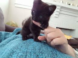 Buying the best nail clippers for cats is important for a number of reasons, but one stands out above the rest: There S An Online Community Called Murder Mittens Where People Post Pics Of Cats Showing Off Their Weapons 99 Pics