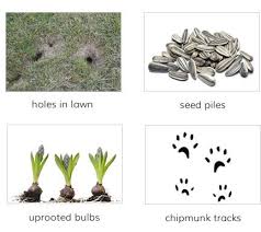 Moose just wont give up on that chipmunk hole. Facts About Chipmunks Chipmunk Facts Havahart Us