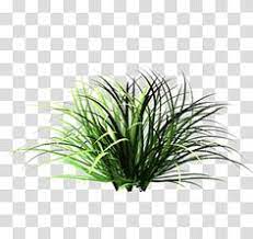 Green Grass Patch Of Grass Lawn Garden Nature Tall Grass Transparent Background Png Clipart Green Grass Background Lawn And Garden Grass Flower