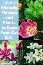 Stern adds that sago palms, small trees native to japan, and lilies, a popular bouquet flower, are especially dangerous to animals, so pet owners should definitely consider steering clear of them. 46 Cat Safe Plants Ideas Plants Cat Safe Plants Cat Safe