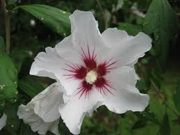 Common flowers in washington state. Rose Of Sharon A Hardy Hibiscus Seattle Japanese Garden