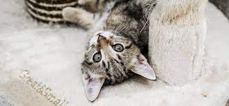 How To Stop Cats Scratching And Clawing Inside Blue Cross