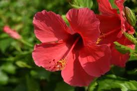 We did not find results for: Apa Itu Perkembangbiakan Generatif Mengenal Cara Perkembangbiakan Tumbuhan