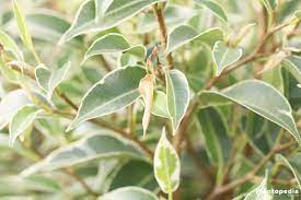 The rubber plant (ficus elastica) is a popular ornamental plant from the ficus genus. Weeping Fig Tree Plant Ficus Benjamina Care Indoors Outdoors Plantopedia