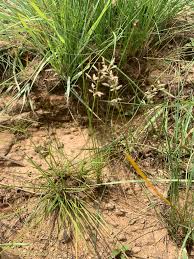 Image result for Eragrostis racemosa