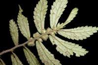 Image result for Elatostema monticola