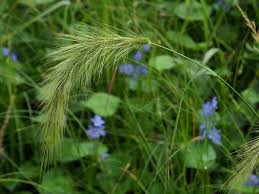 Image result for Echinochloa brevipedicellata