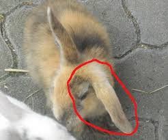 Hallo verkaufe hier 8 sehr schöne schlappohr kaninchen babys wegen umzug müssen wir die weg geben. Kaninchen Hat Ein Schlappohr Kaninchen