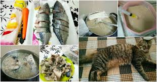 Mainan kucing dapat membuat kucing anda lebih aktif bergerak, bersemangat, dan terhindar dari stres. Cara Buat Wetfood Untuk Anak Kucing Di Rumah Barulah Gebu Dan Sihat