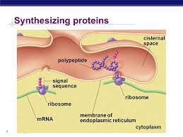 It also metabolizes carbohydrates and regulates calcium concentration, drug detoxification, and attachment of receptors on cell membrane proteins. What Is The Function Of Rough Endoplasmic Reticulum Socratic