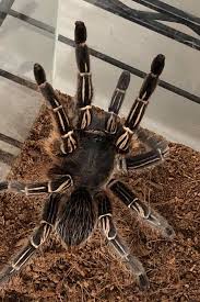 Check spelling or type a new query. The Pet Stop Striped Knee Tarantula For Sale Facebook