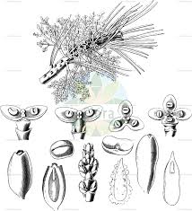 Image result for Osyridicarpos