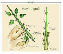 Mm.102 is a cross between northern spy x m.1, produced by the east malling research station, which produces a tree between m.26 and m.7 depending on the soil types. A Step By Step Guide To Grafting Fruit Trees