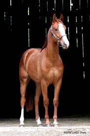 Chestnut Quarter Horse Quarter Horse Horses Chestnut Horse