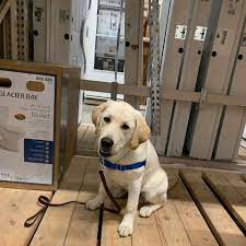 Sleeps in his crate at night. Alaska Dog And Puppy Rescue Home Facebook