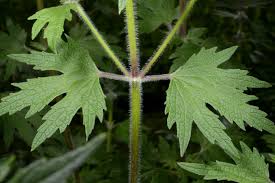 Image result for Haumaniastrum caeruleum