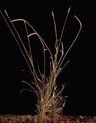 Image result for Sehima