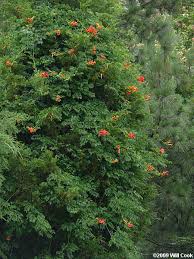 It drops its leaves in the winter and grows explosively in the spring. Trumpet Creeper Campsis Radicans