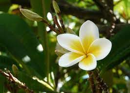 Plumeria Frangipani Hawaiian Lei Flower A To Z Flowers Smelling Flowers Hawaiian Lei Flower Frangipani
