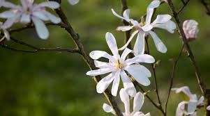 The flowers are small (2 in. The Best Small Trees For Every Type Of Small Yard And Garden Sunset Sunset Magazine