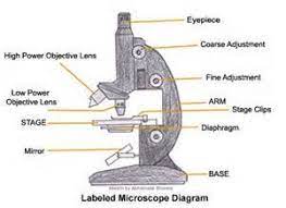 May 15, 2021 · brightfield microscope definition. Microscope Parts And Functions Flashcards Quizlet