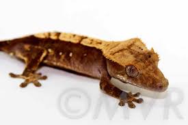 Crested Gecko Morph Guide Colors Morphs And Traits