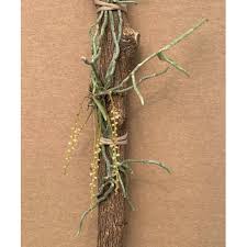 Image result for Microcoelia exilis