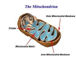In eukaryotes, respiration takes place within the mitochondria of a cell. Print Unit 5 Bioenergentics Flashcards Easy Notecards
