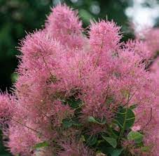 However, some trees have a mature height that is relatively short at a mere 8 to 10 feet. Peruckenstrauch Smokey Joe Cotinus Coggygria Smokey Joe Gunstig Online Kaufen