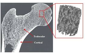 Related posts of cross section of human bone diagram. Cross Section Of Human Femur Showing Trabecular And Cortical Bone From Download Scientific Diagram