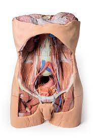 Abdominal wall anatomy that is clinically pertinent to the surgeon, focusing primarily on the structures of the anterior abdominal wall, will be reviewed. Posterior Abdominal Wall 3d Anatomy Series Erler Zimmer