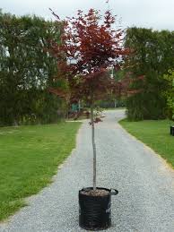 Dwarf japanese maple a compact, slow growing, bushy form of maple. Acer Palmatum Bloodgood Japanese Maple Tauranga Tree Co