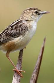 Maybe you would like to learn more about one of these? Prenjak Archives Binatang Peliharaan