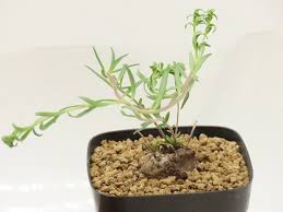 Image result for Aeollanthus subacaulis