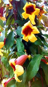 Image result for Bignonia capreolata