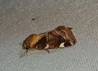 Image result for Cosmia diffinis